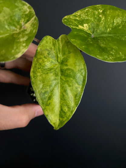 Alocasia Calidora aurea X Infernalis variegated hybrid | 5 cm pot