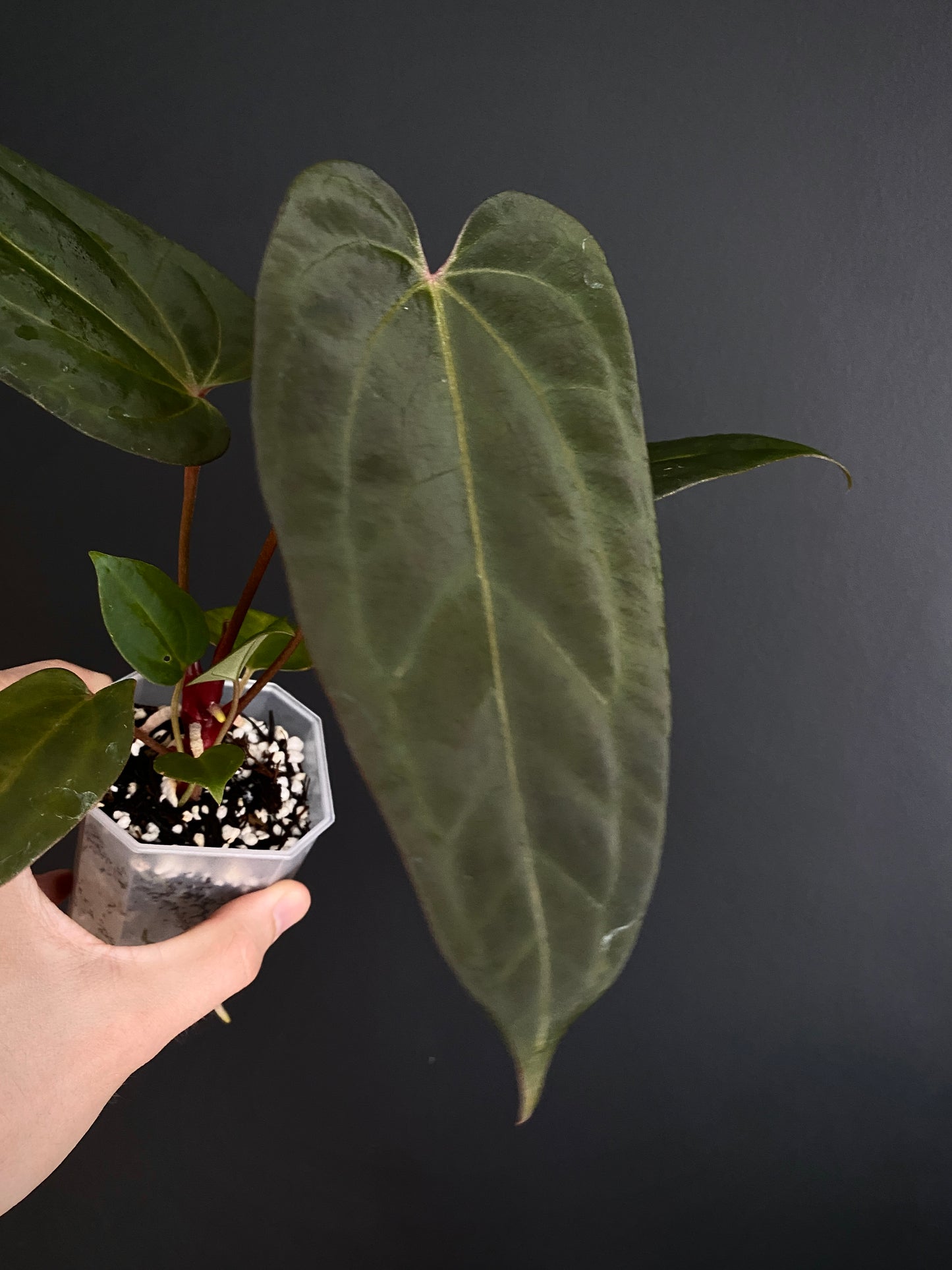 Anthurium Papillilaminum x DocBlock Red Crystal X long NoID | 7 cm pot