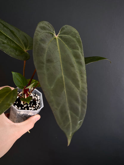 Anthurium Papillilaminum x DocBlock Red Crystal X long NoID | 7 cm pot