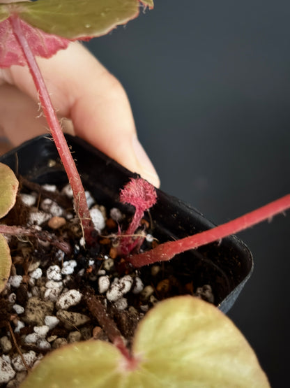 Begonia Ozotothrix | 6 cm pot [B]