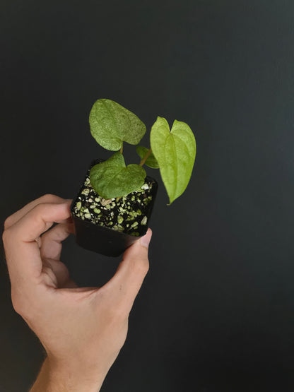 Anthurium Dark Phoenix mint variegated | 6 cm pot [B]