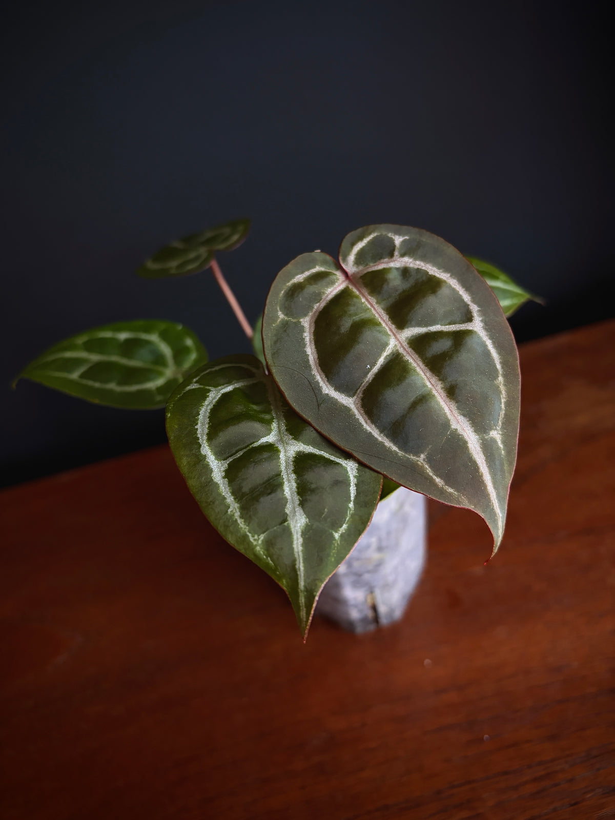 Anthurium Red Crystallinum | 7 cm pot