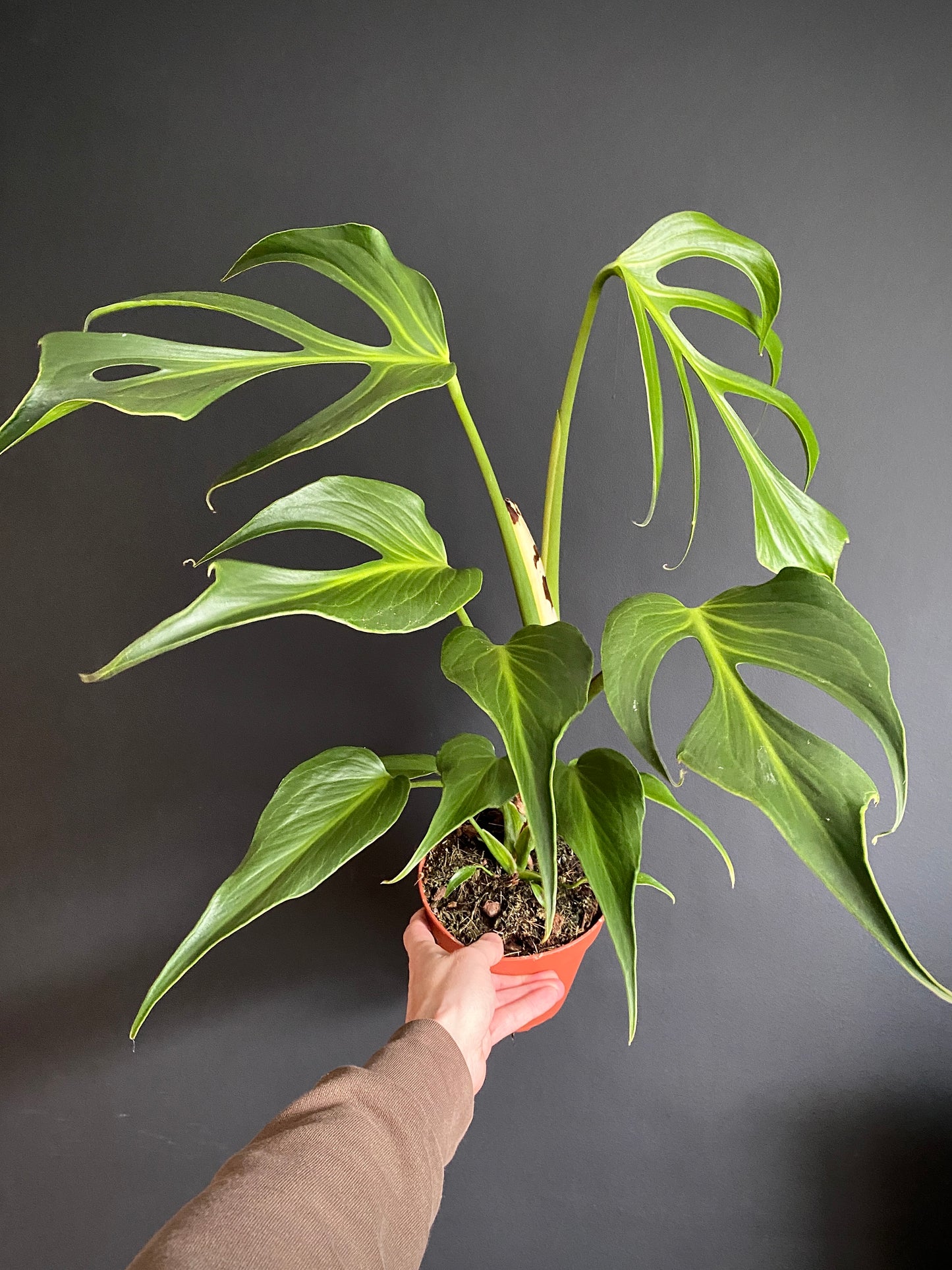 Monstera Burle Marx Flame | 15 cm pot [A]