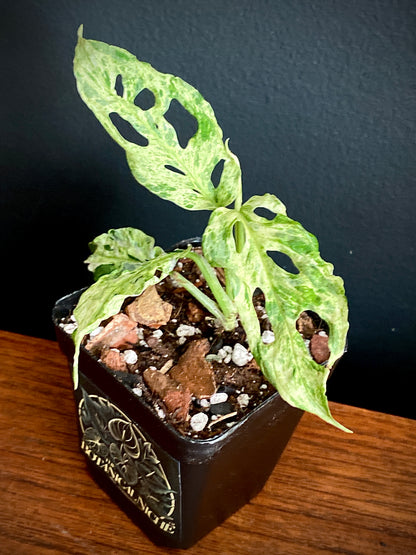 Monstera Adansonii var. laniata 'Frozen Freckles' |  7 cm pot