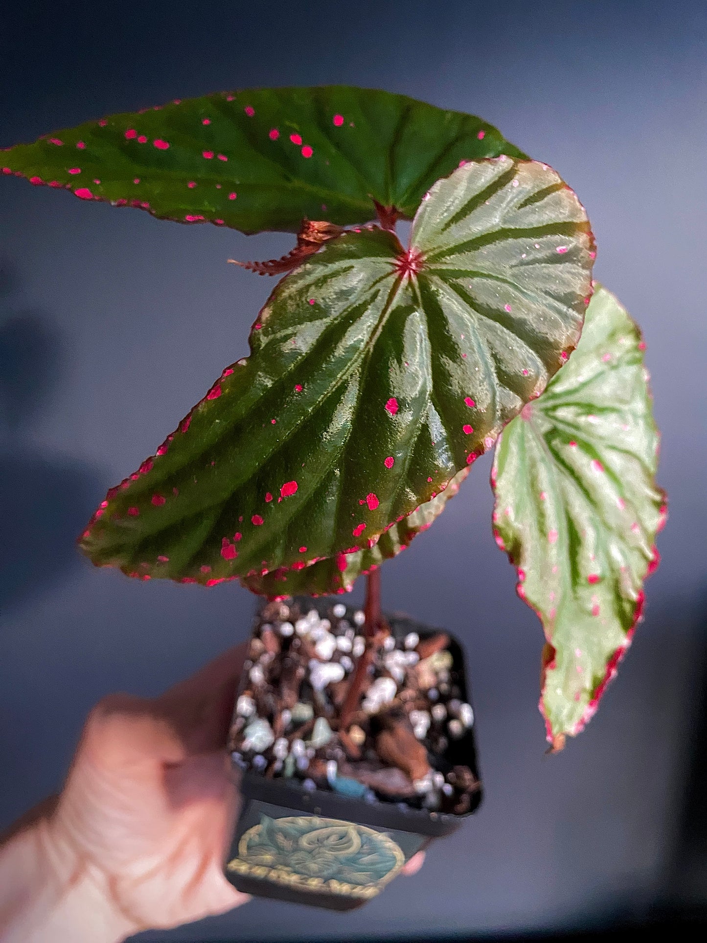 Begonia Negrosensis X Nothobaramensis | 6 cm pot [A]