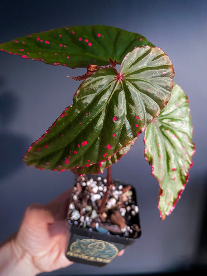 Begonia Negrosensis X Nothobaramensis | 6 cm pot [A]