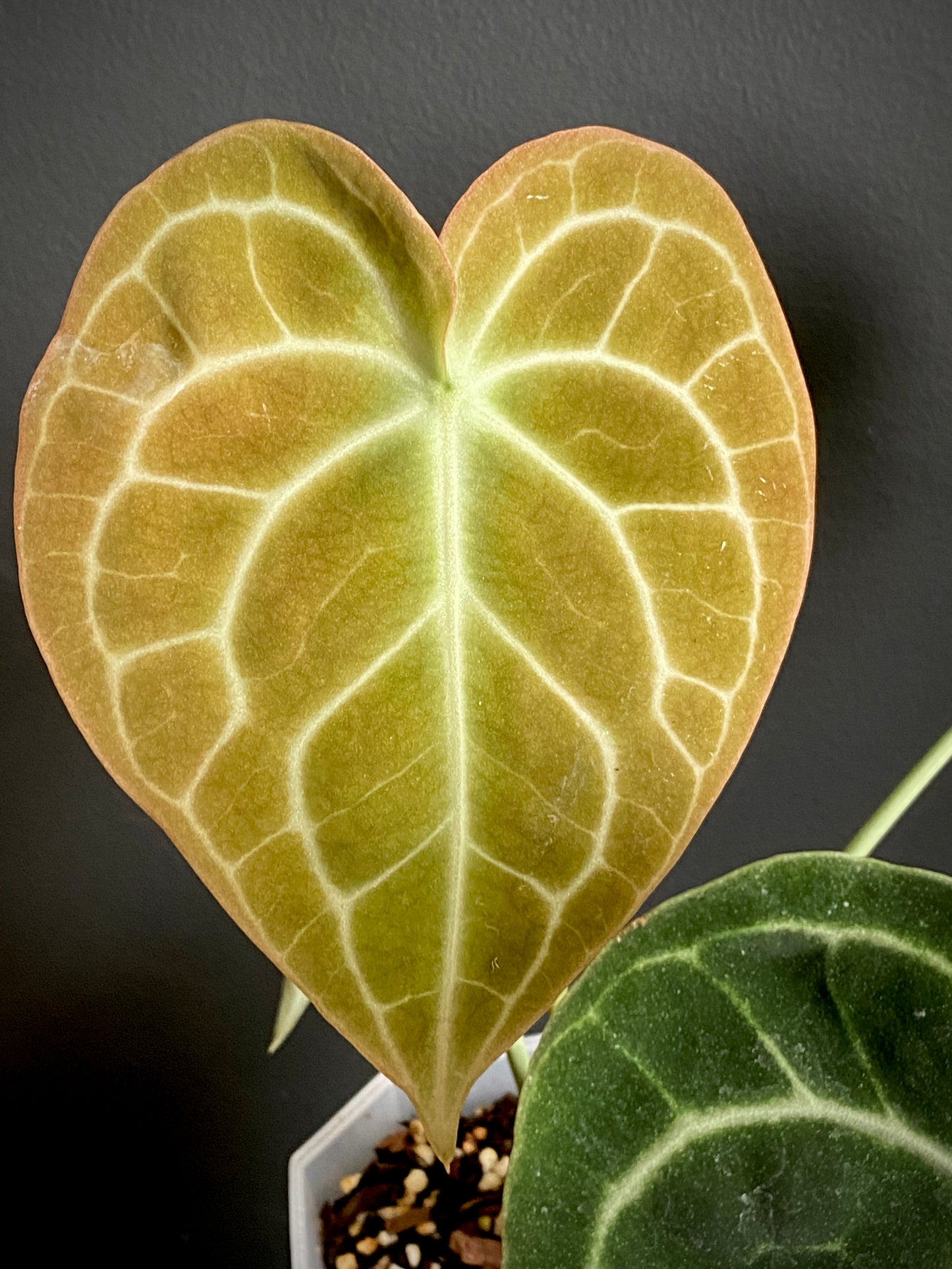 Anthurium Clarinervium | 12 cm pot