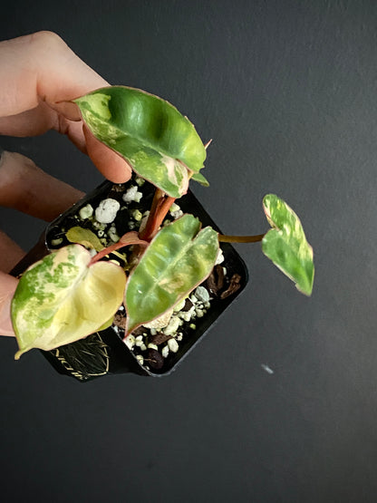 Philodendron Billietiae variegated | 7 cm pot