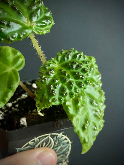 Begonia Dracopelta | 6 cm pot