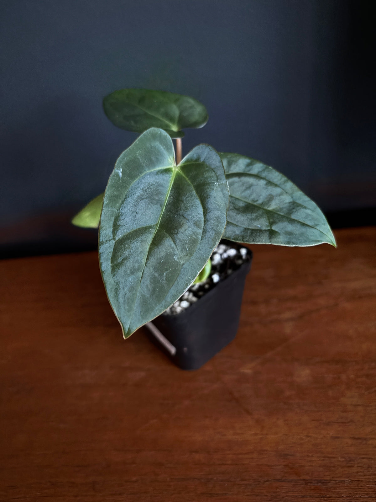 Anthurium (Guna Yala x Carlablackiae) X Carlablackiae RA10 S1 | 6 cm pot [B]