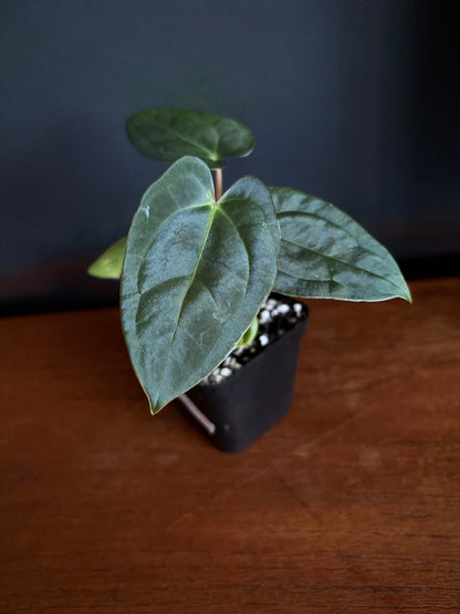 Anthurium (Guna Yala x Carlablackiae) X Carlablackiae RA10 S1 | 6 cm pot [B]