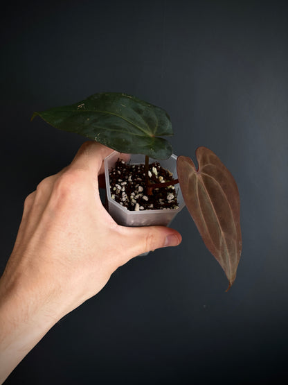 Anthurium (DressCarla x BVEP) X (Carlablackiae x Papillilaminum) | 7 cm pot [A]