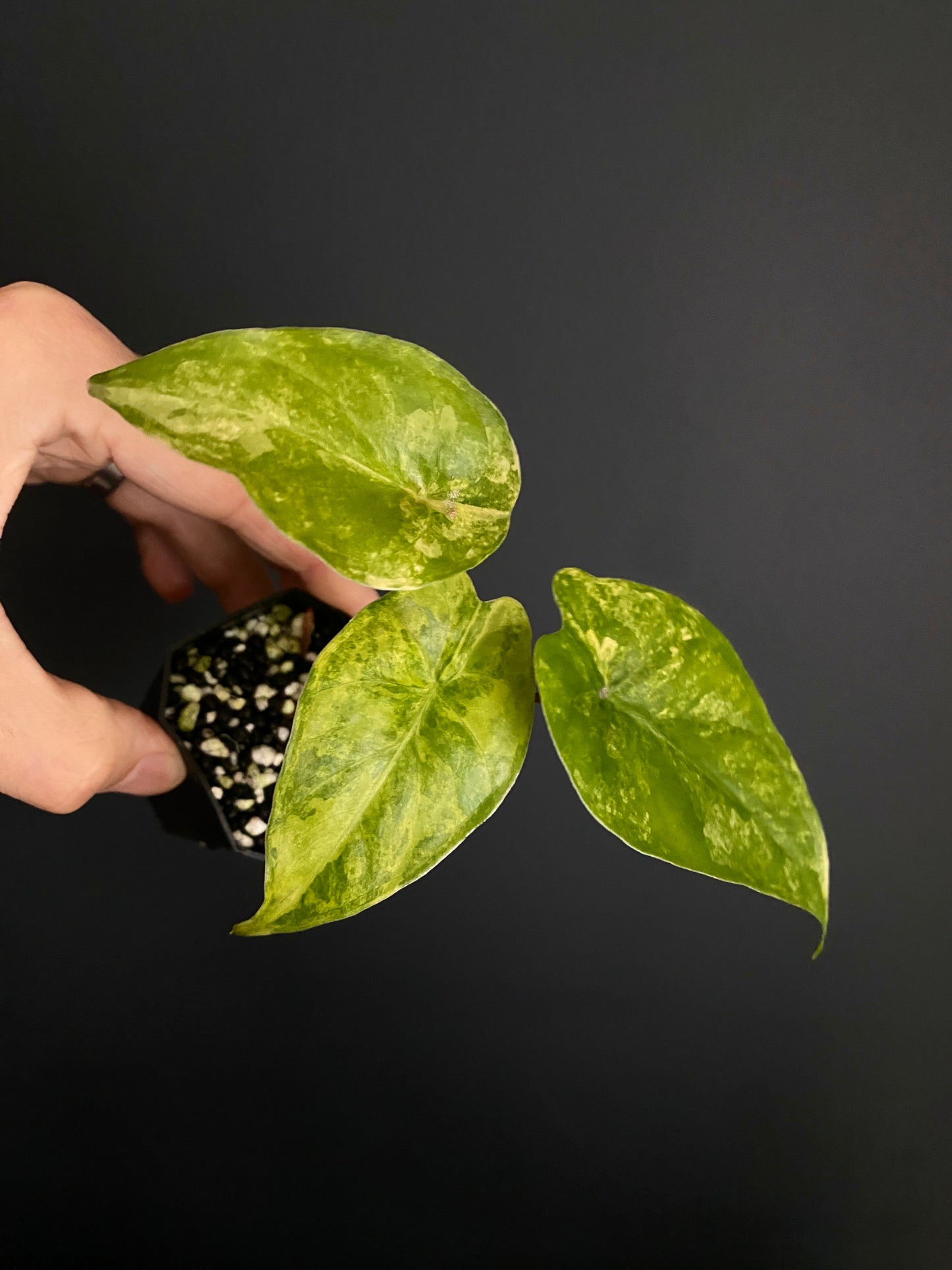 Alocasia Calidora aurea X Infernalis variegated hybrid | 5 cm pot