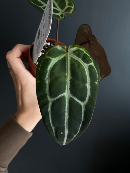 Anthurium DocBlock Michelle | 9 cm pot [C]