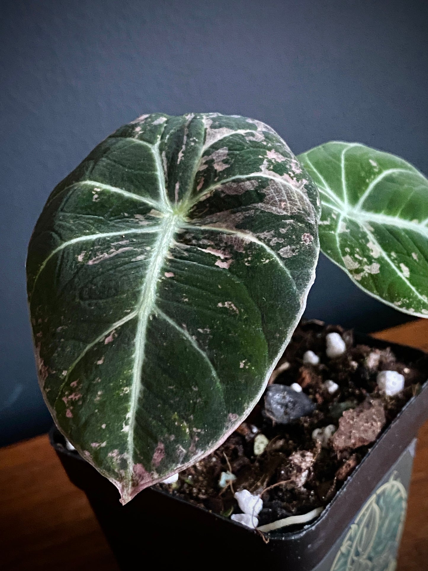 Alocasia Black Velvet Pink variegata | 7 cm pot (D)