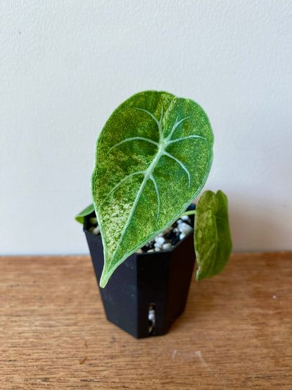 Alocasia Watsoniana doff albo/pink variegated | 5 cm pot [A]