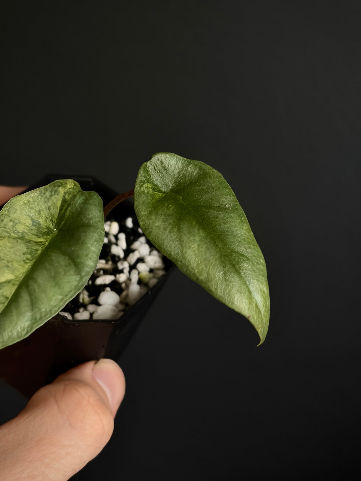 Alocasia Heterophylla Metallic Blue Aurea variegated | 5 cm pot