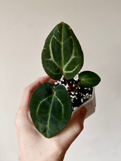 Anthurium Carlablackiae | 7 cm pot [A]