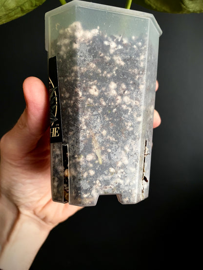 Anthurium Dorayaki X Silver Blush mint | 7 cm pot