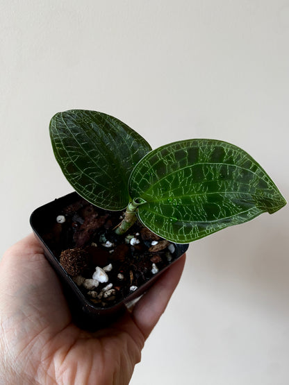 Macodes Petola [dark/wild form] - Jewel Orchid | 7 cm pot