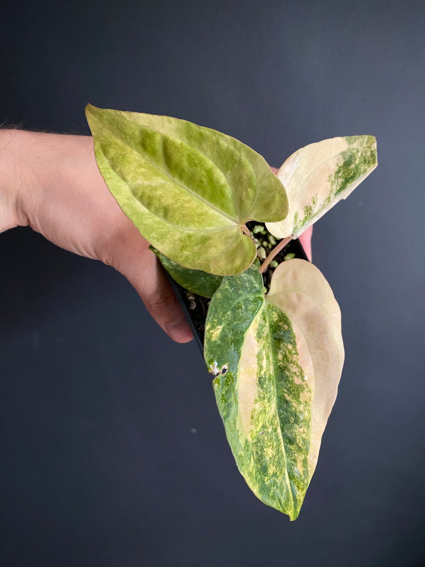 Anthurium Pap var X Ralph Lynam OG | 7 cm pot