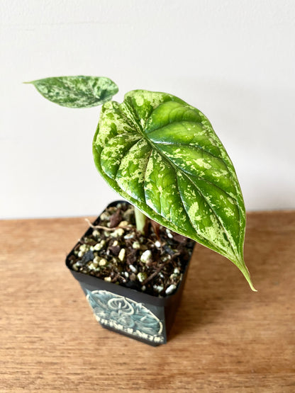 Alocasia Dragonscale Mint variegata | 6 cm pot [B]