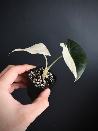 Alocasia Regal Sheilds albo variegated | 5 cm pot [A]