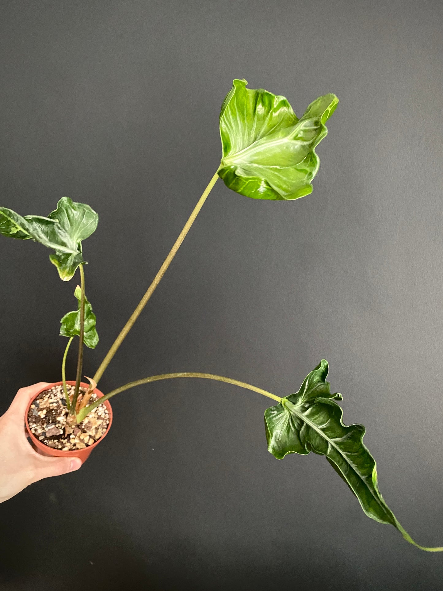 Alocasia Teletubbies | 10 cm pot