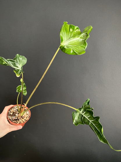 Alocasia Teletubbies | 10 cm pot