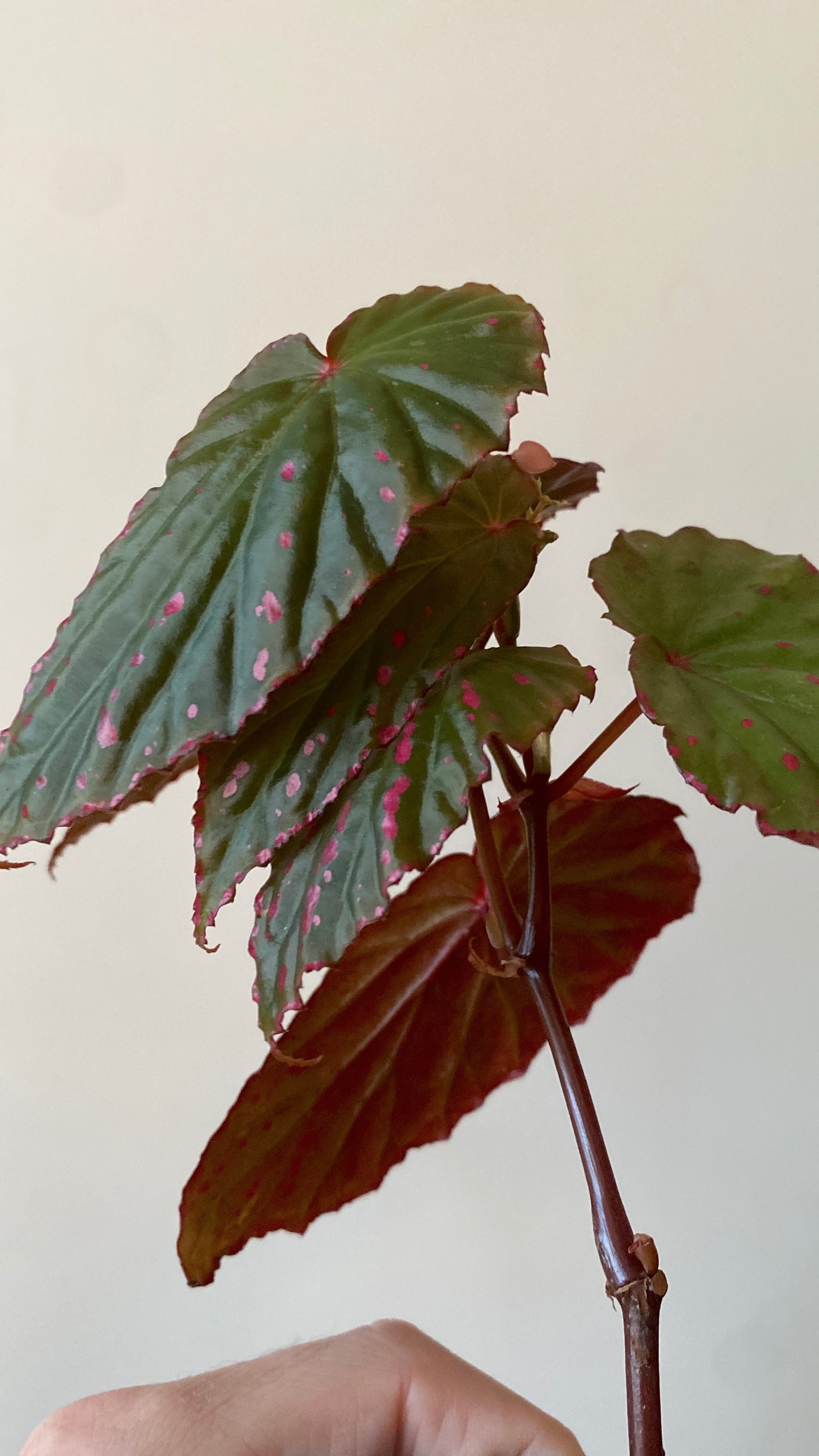 Begonia Negrosensis X Nothobaramensis | 6 cm pot [A]