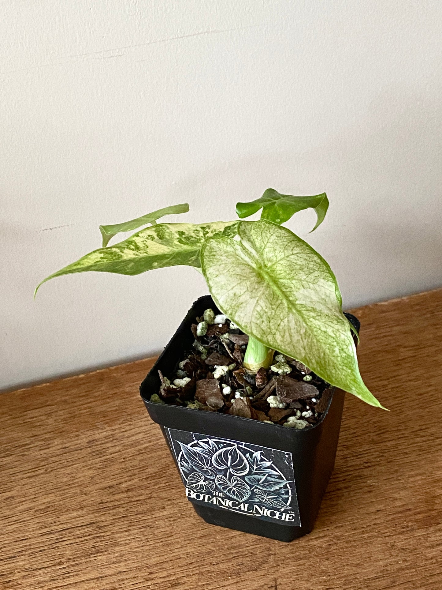 Alocasia Gageana Albo variegated | 7 cm pot