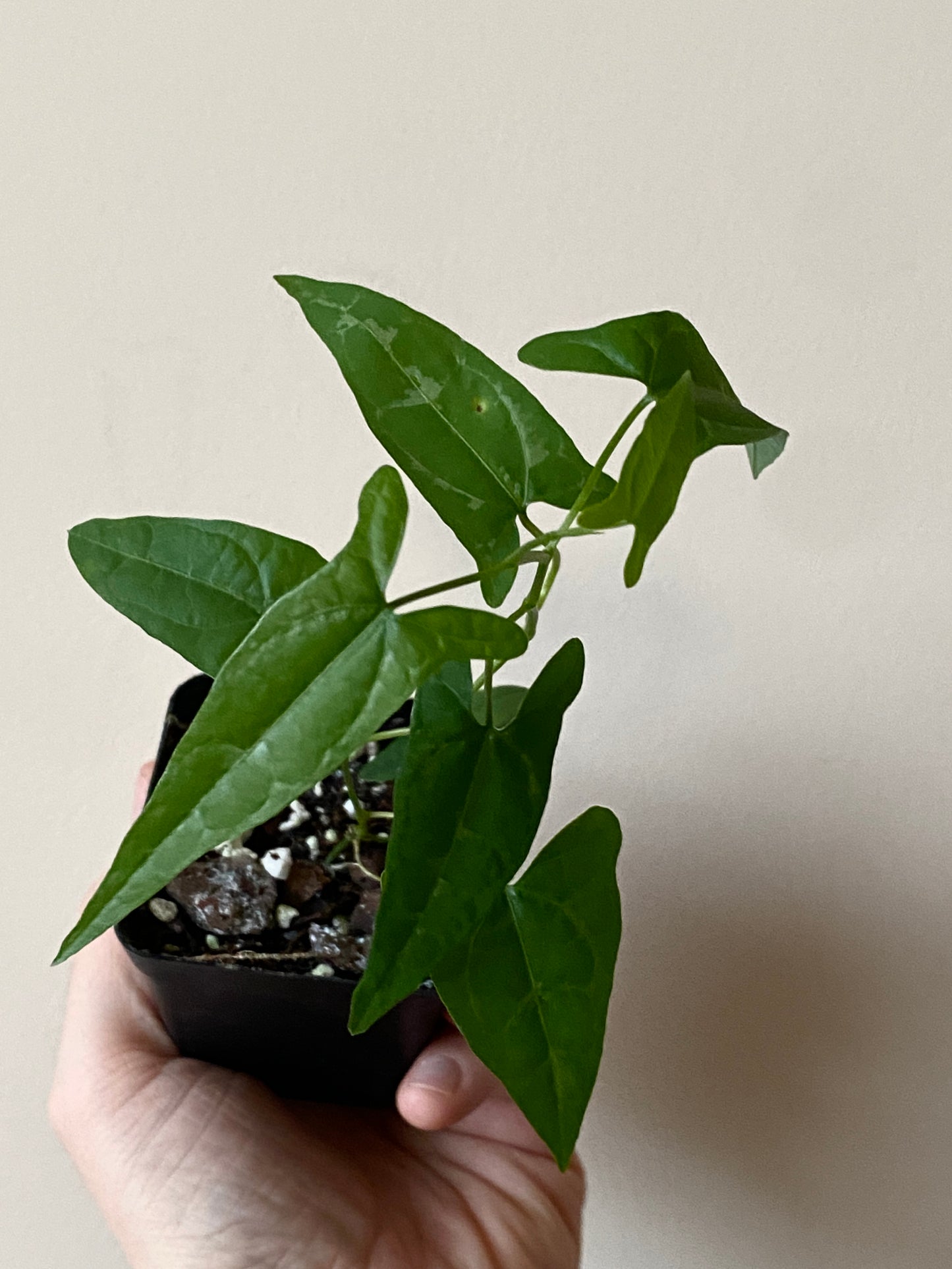 Dioscoria sp. Peru | 6 cm pot