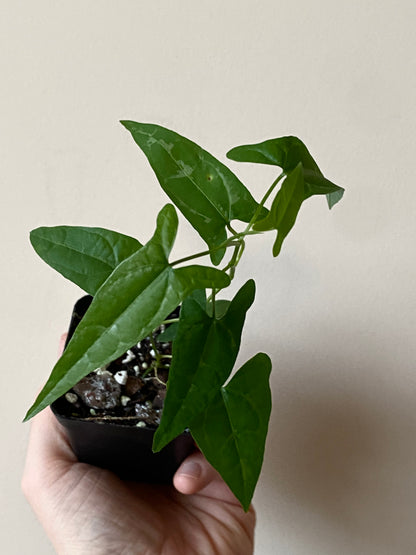 Dioscoria sp. Peru | 6 cm pot