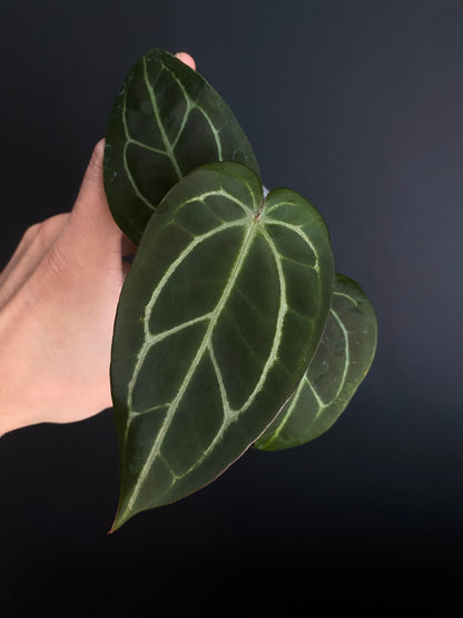 Anthurium Dark Web X Carlablackiae 'Marcella' | 7 cm pot