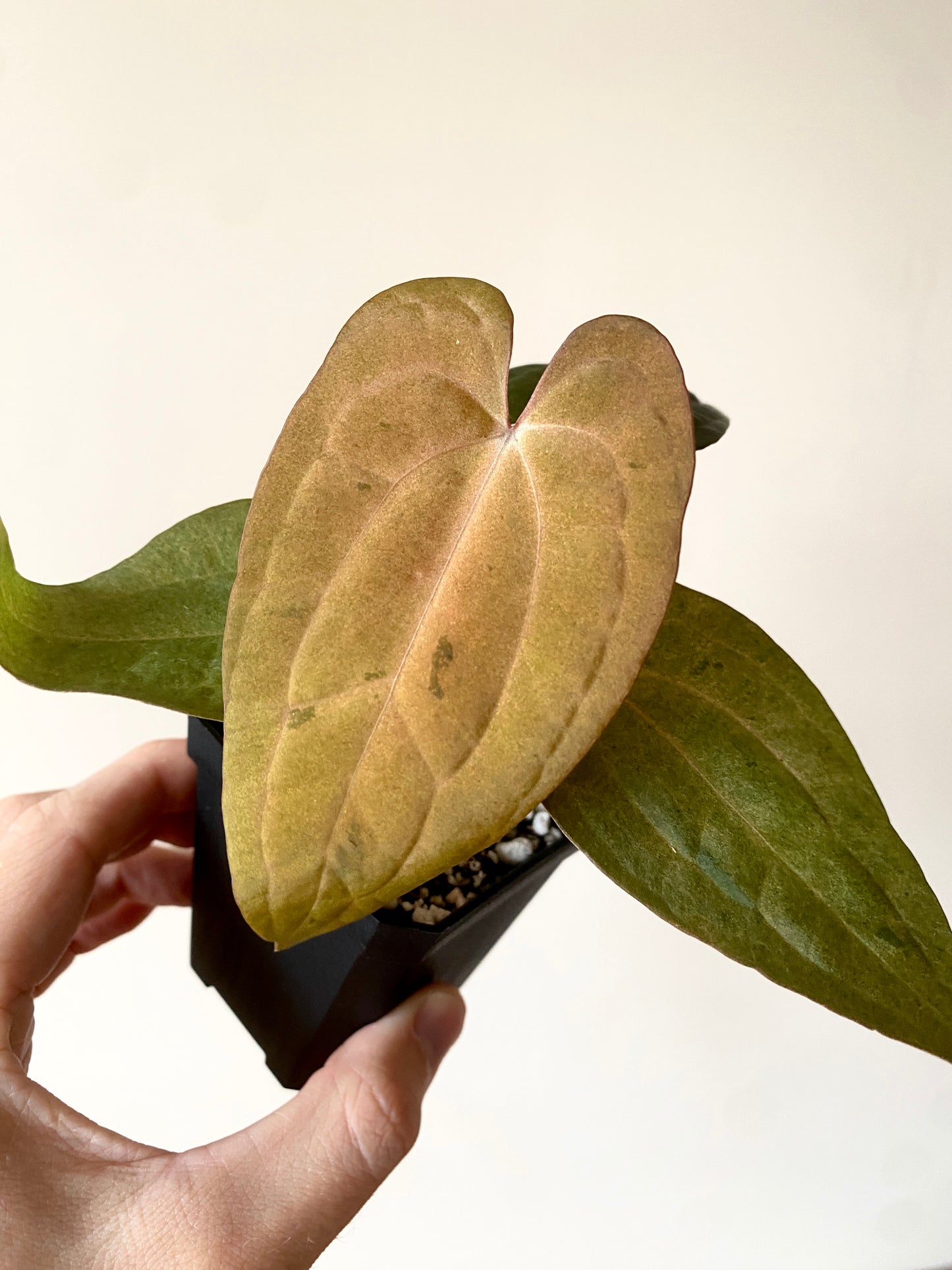 Anthurium RVDP (self) mint variegated | 7 cm pot [super-select]