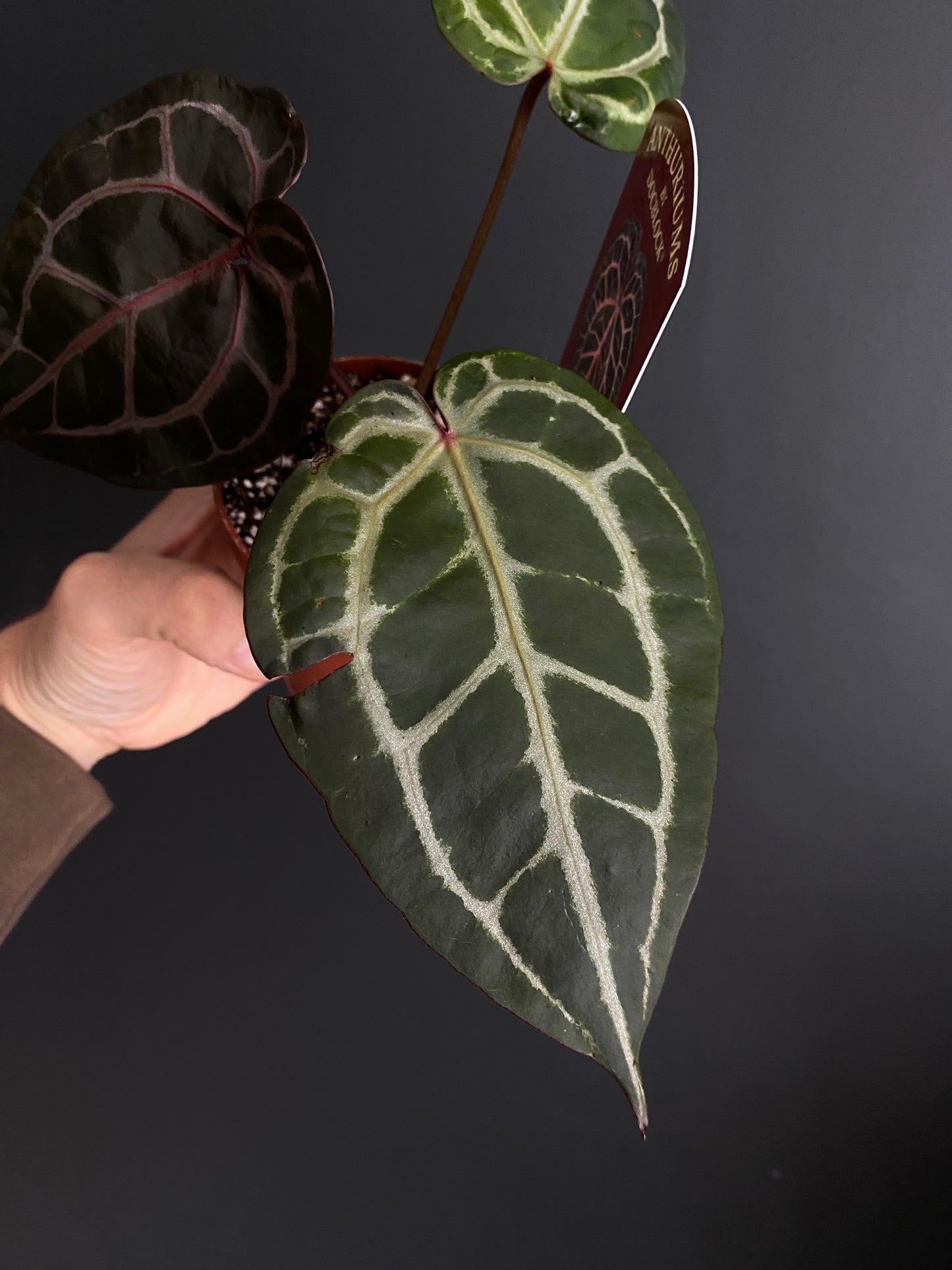 Anthurium DocBlock Michelle | 9 cm pot [C]