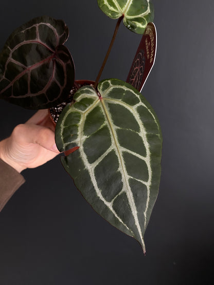 Anthurium DocBlock Michelle | 9 cm pot [C]