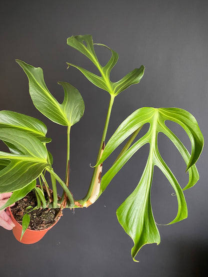 Monstera Burle Marx Flame | 15 cm pot [A]