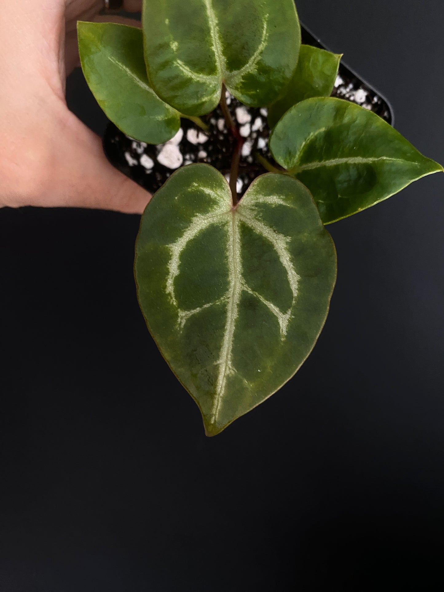 Anthurium Crystal var x Michelle (non-variegated) | 6 cm pot