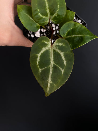 Anthurium Crystal var x Michelle (non-variegated) | 6 cm pot