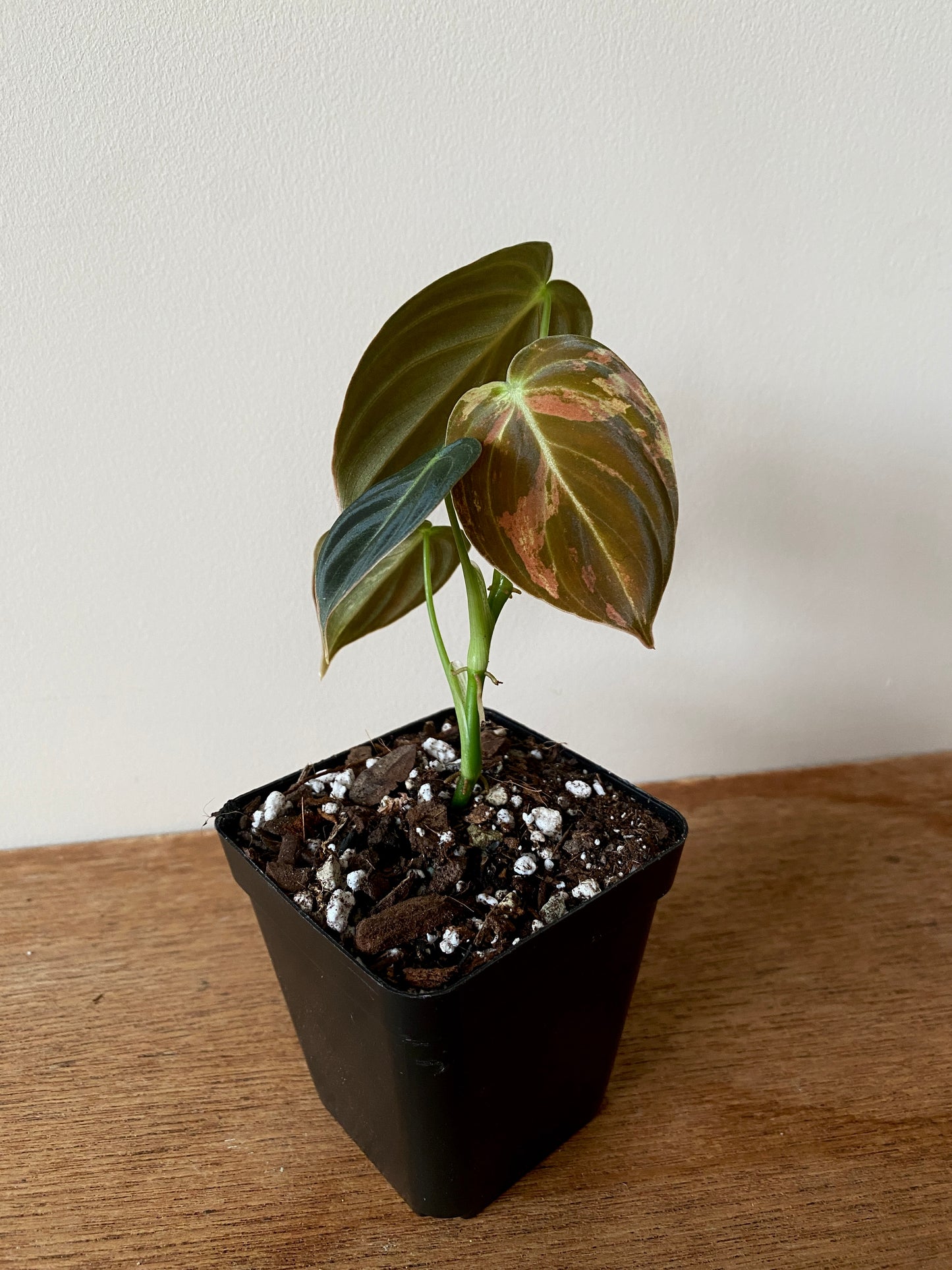 Philodendron Melanochrysum variegata | 7 cm pot
