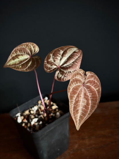 Dioscorea Discolor | 6 cm pot [A]