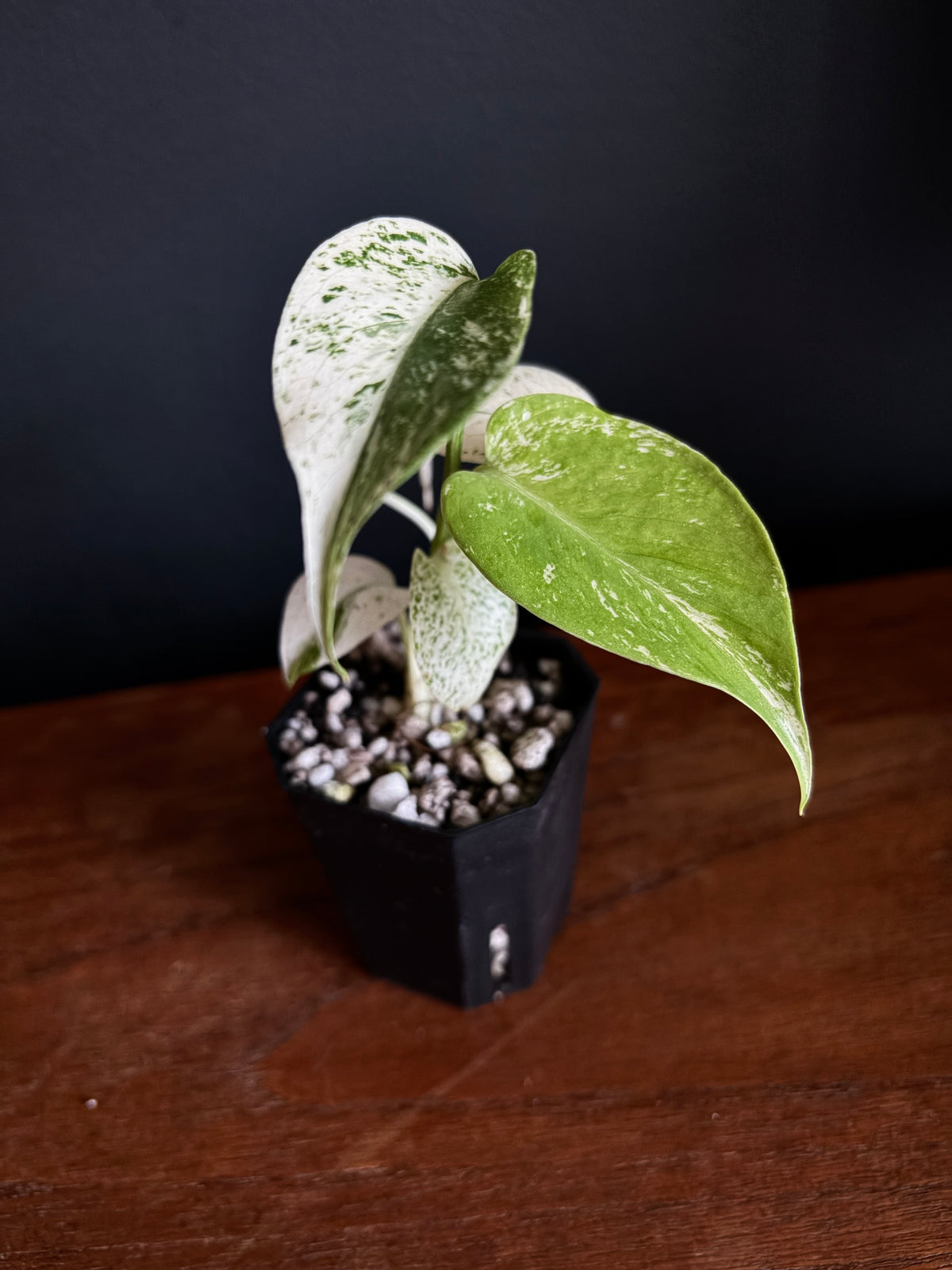 Monstera Star Shadow | 5 cm pot [B]