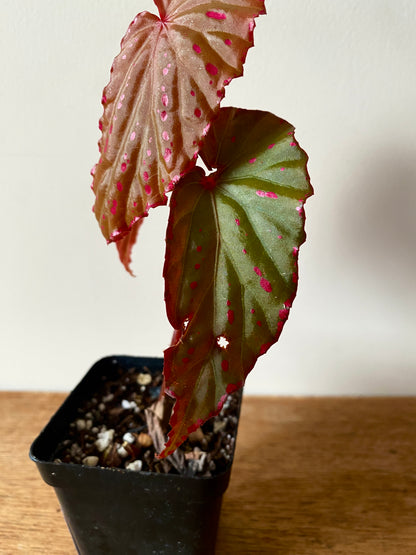 Begonia Negrosensis X Nothobaramensis | 6 cm pot [B]