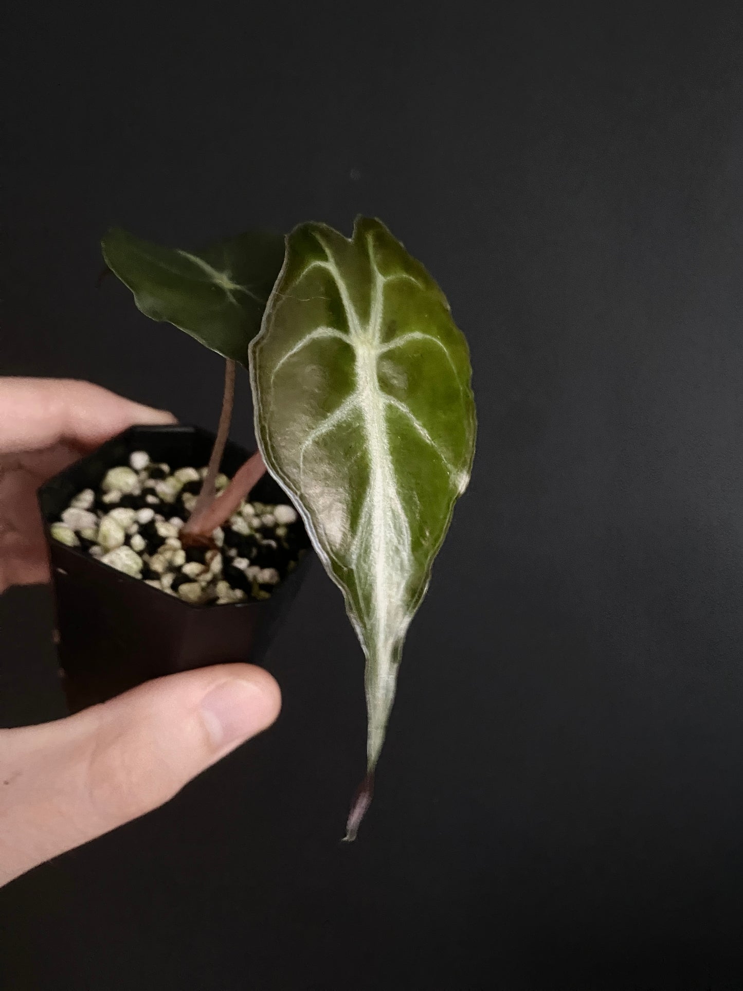 Alocasia Venom | 5 cm pot