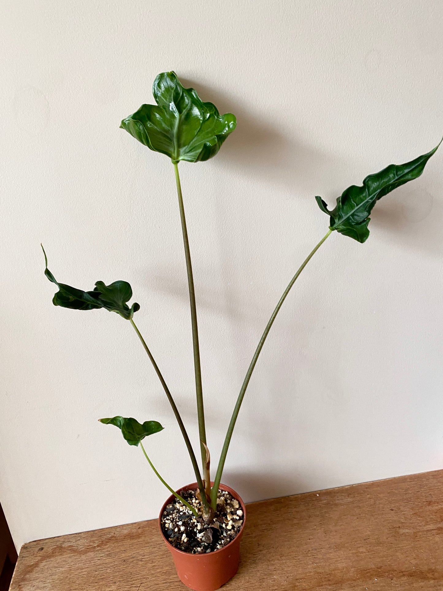 Alocasia Teletubbies | 10 cm pot