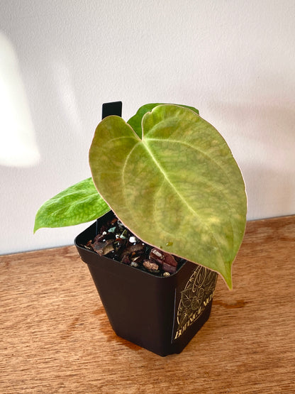 Anthurium Indo Black Widow X (Carlablackiae x Papillaminum) | 7 cm pot