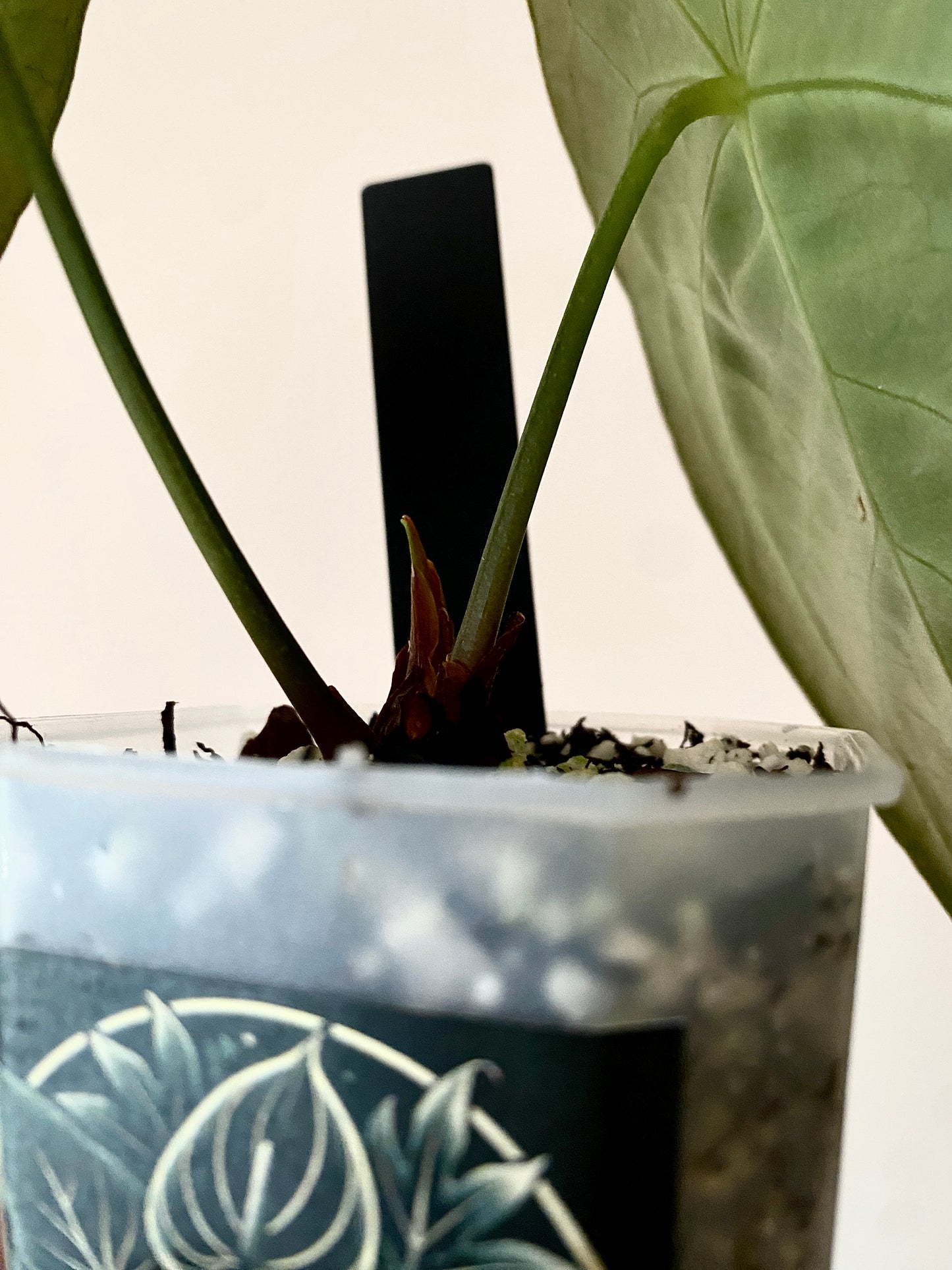 Anthurium Papillaminum X Forgetii dark form | 7 cm pot