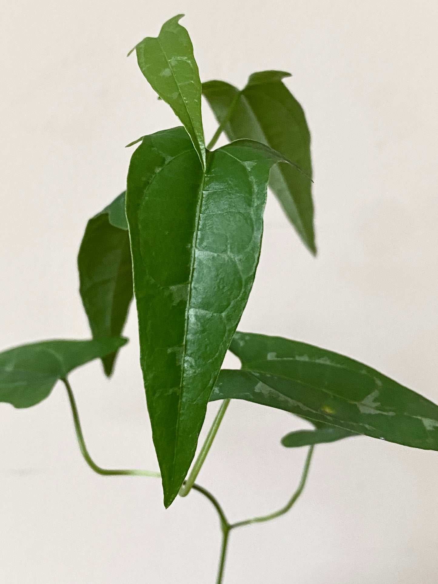 Dioscoria sp. Peru | 6 cm pot