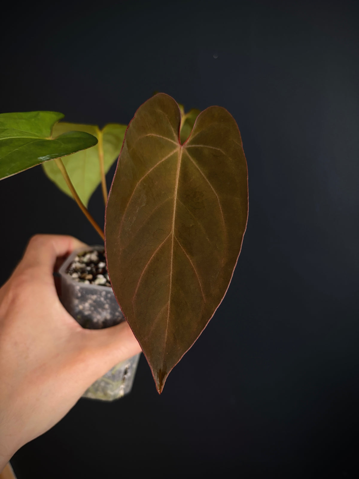 Anthurium (DoraBVEP x RLFS) X BVEP (Round x RA1) | 7 cm pot
